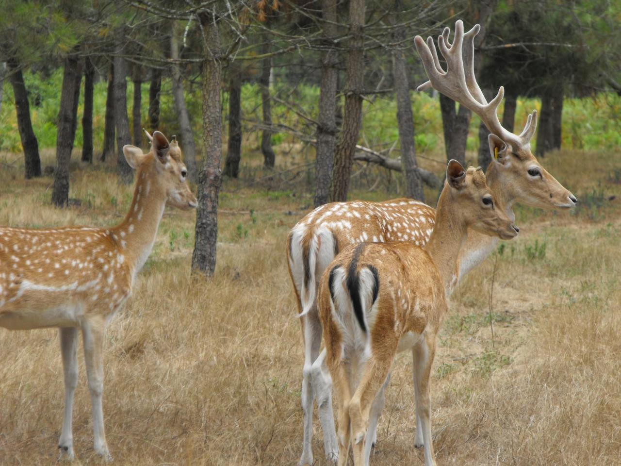 Cabane Des Cerfs Allons  외부 사진
